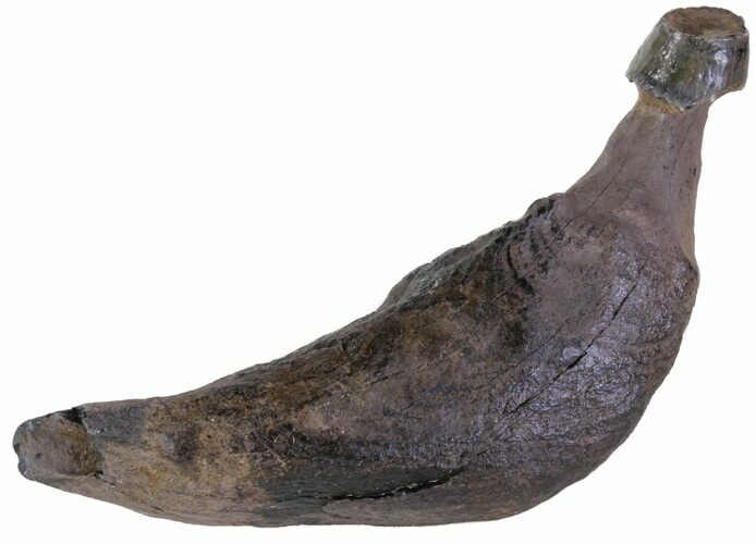 Fossil Sperm Whale Tooth - South Carolina #63557
